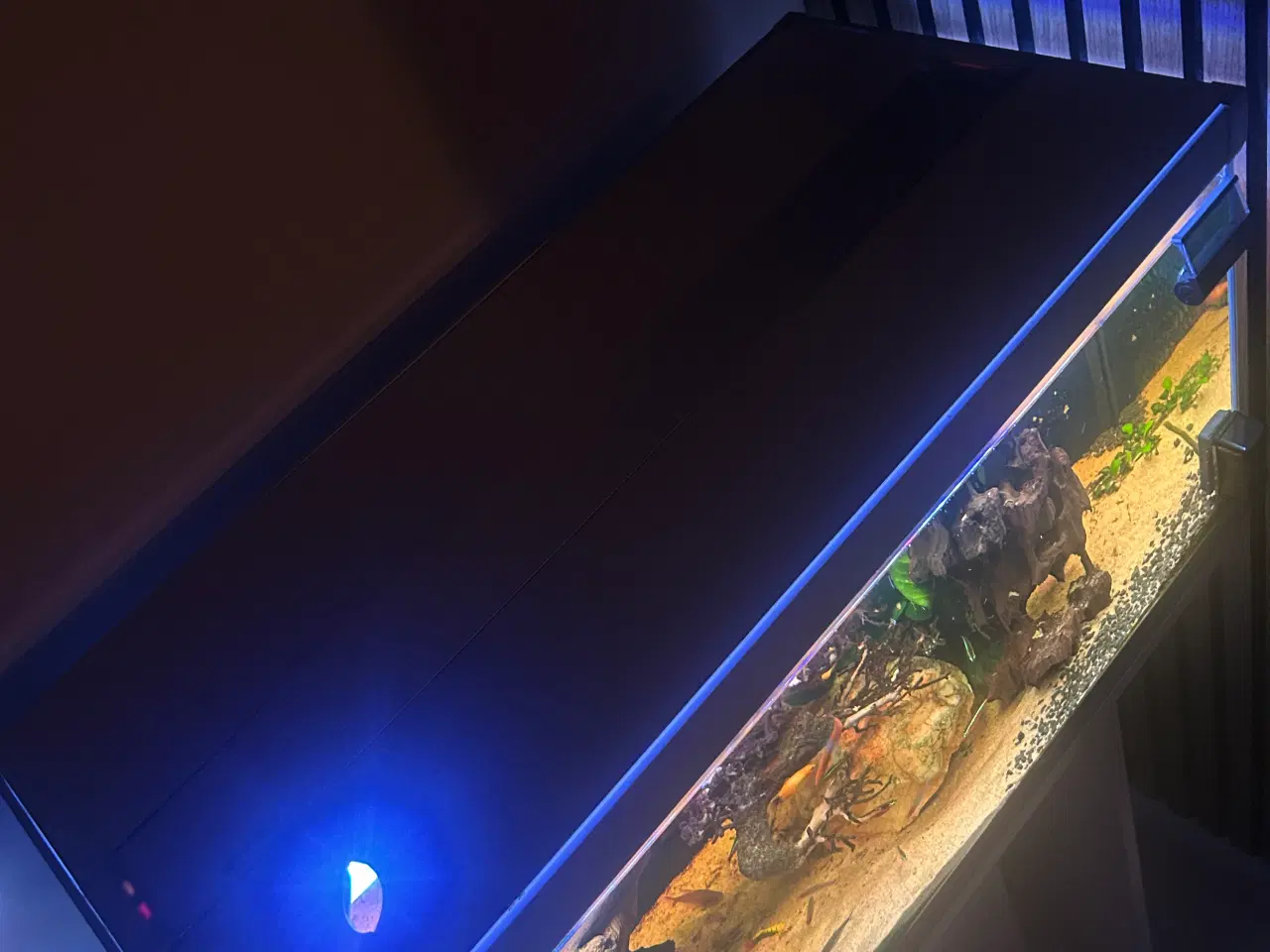 Billede 16 - Fineste akvarie + indhold sælges.