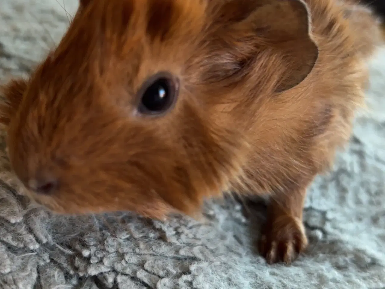 Billede 2 - Marsvin søger nye hjem