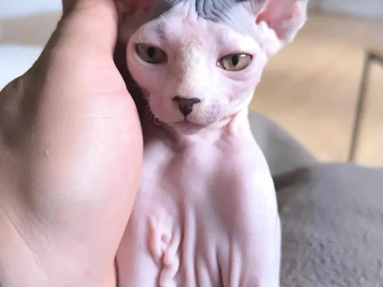 Billede 7 - 3 af de Sødeste SPHYNX killinger