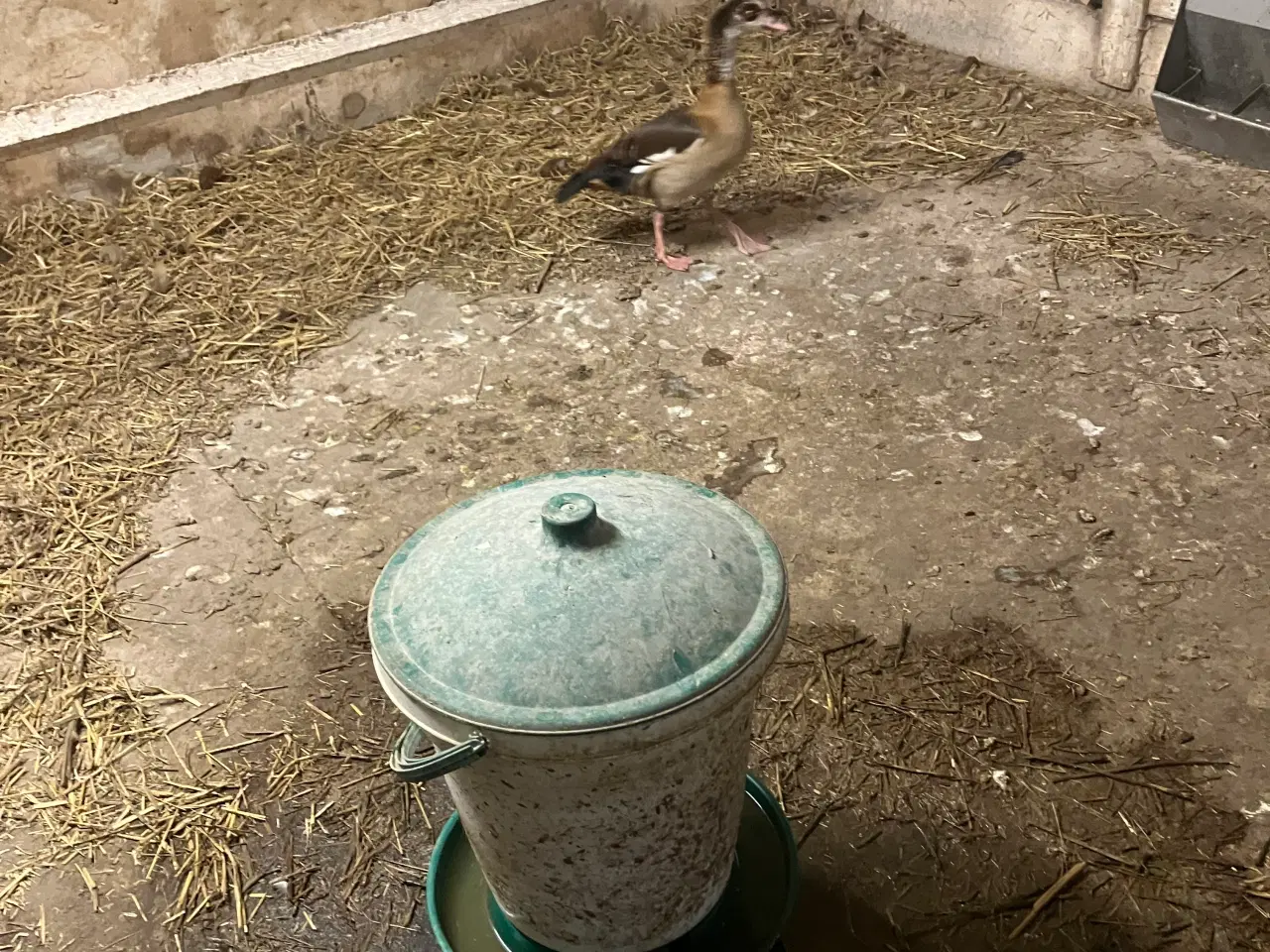 Billede 1 - Nielgås