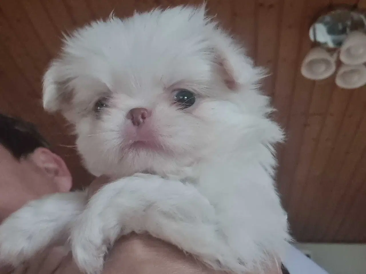 Billede 6 - Japanese chin hvalpe 