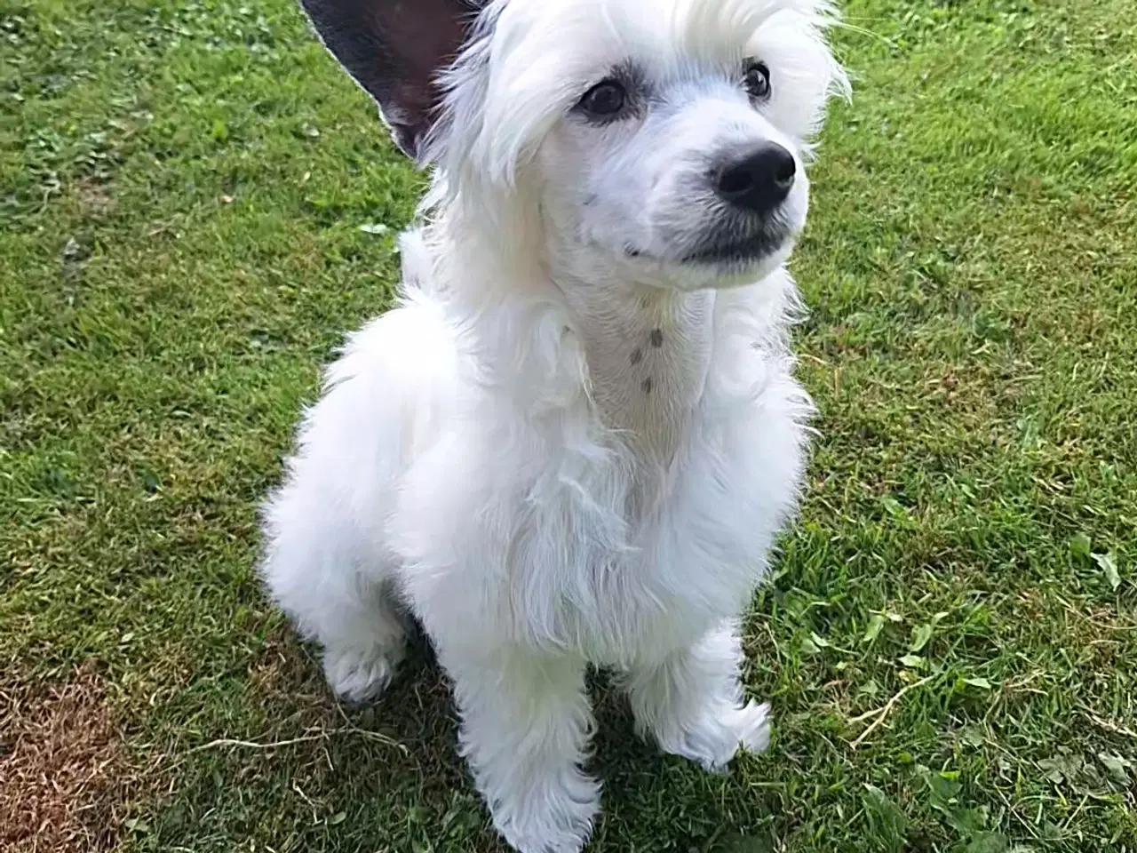 Billede 3 - Chinese crested powder puff (Allergivenlig)