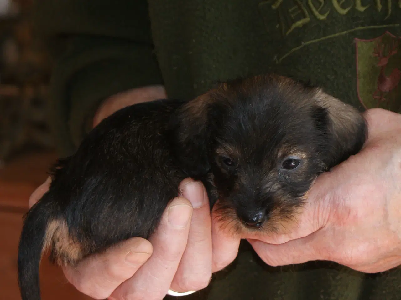 Billede 7 - Ruhåret dværg gravhunde hvalpe