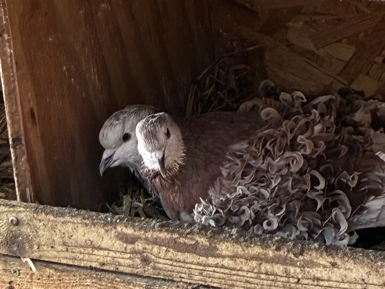 Billede 1 - Friseret due