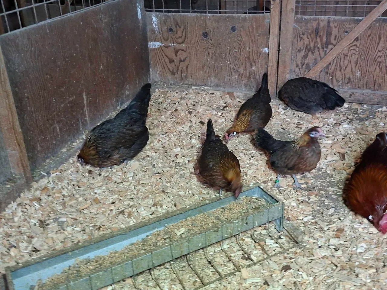 Billede 2 - Dværghøns