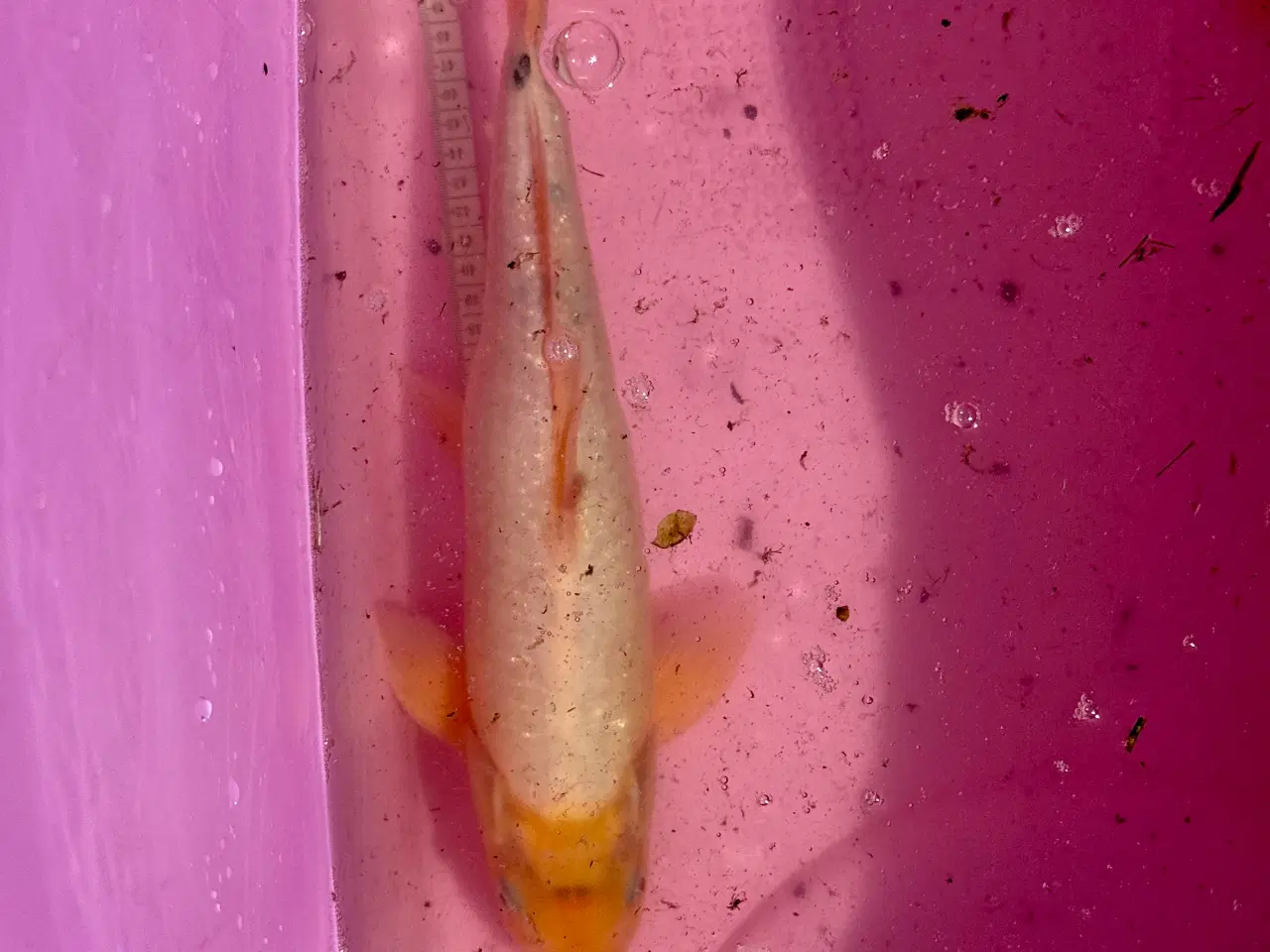 Billede 5 - Koi karper