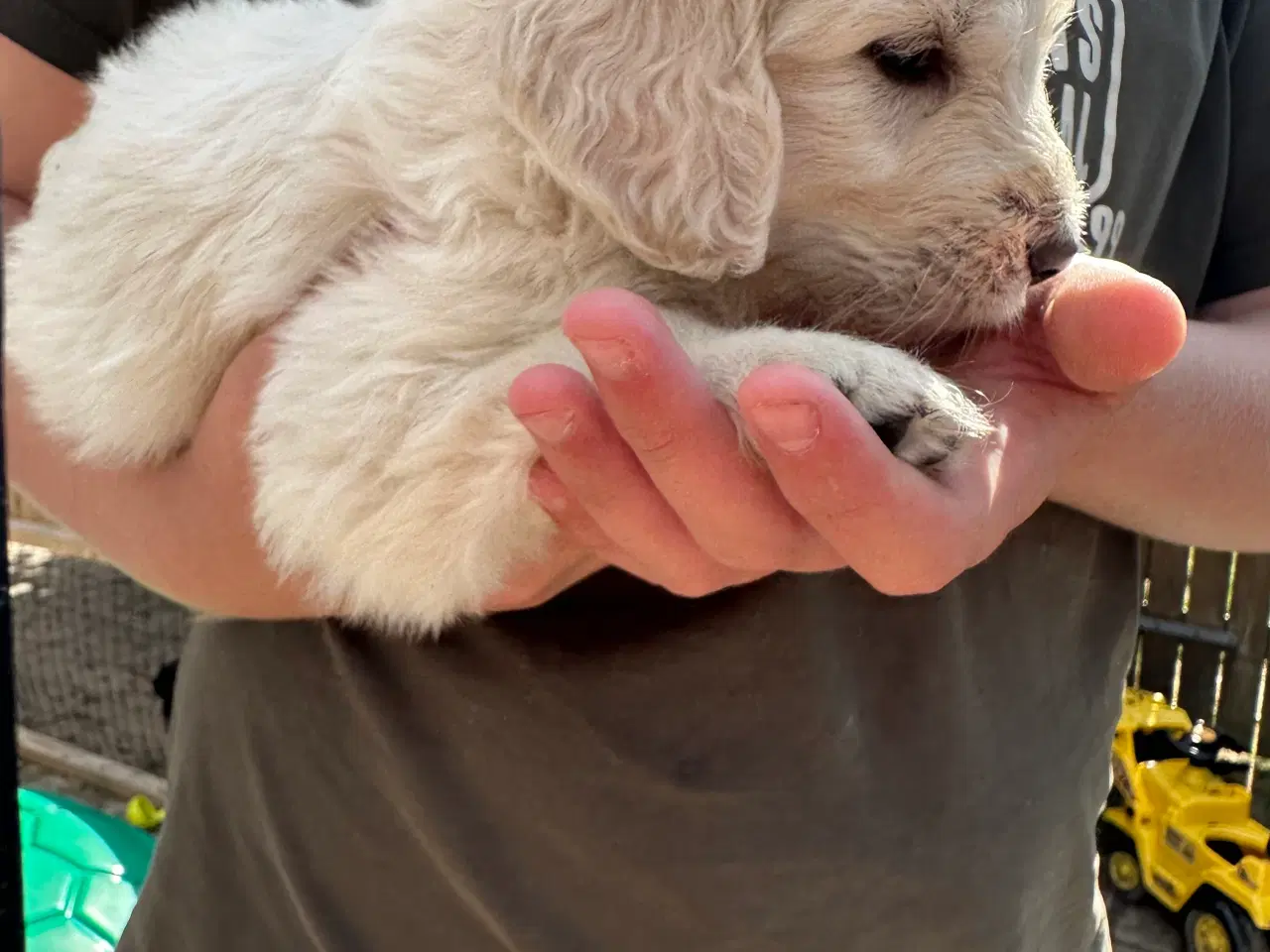 Billede 2 - Golden Doodle 