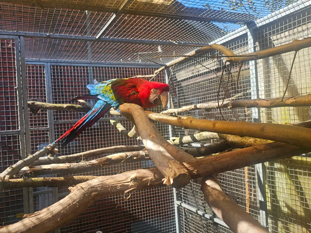 Billede 1 - Flot stor rød ara