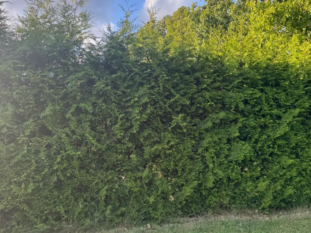 Billede 3 - Flotte Thuja 'Brabant' til salg – perfekt til hæk!
