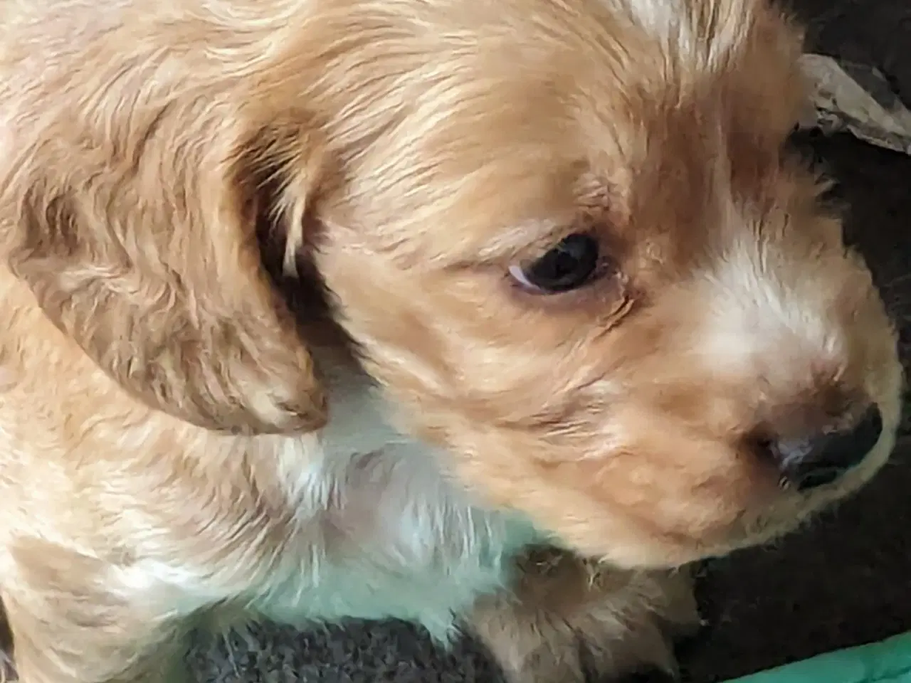 Billede 11 - engelsk cocker spaniel