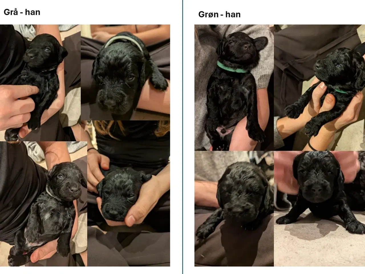 Billede 11 - Springer Doodle hvalpe