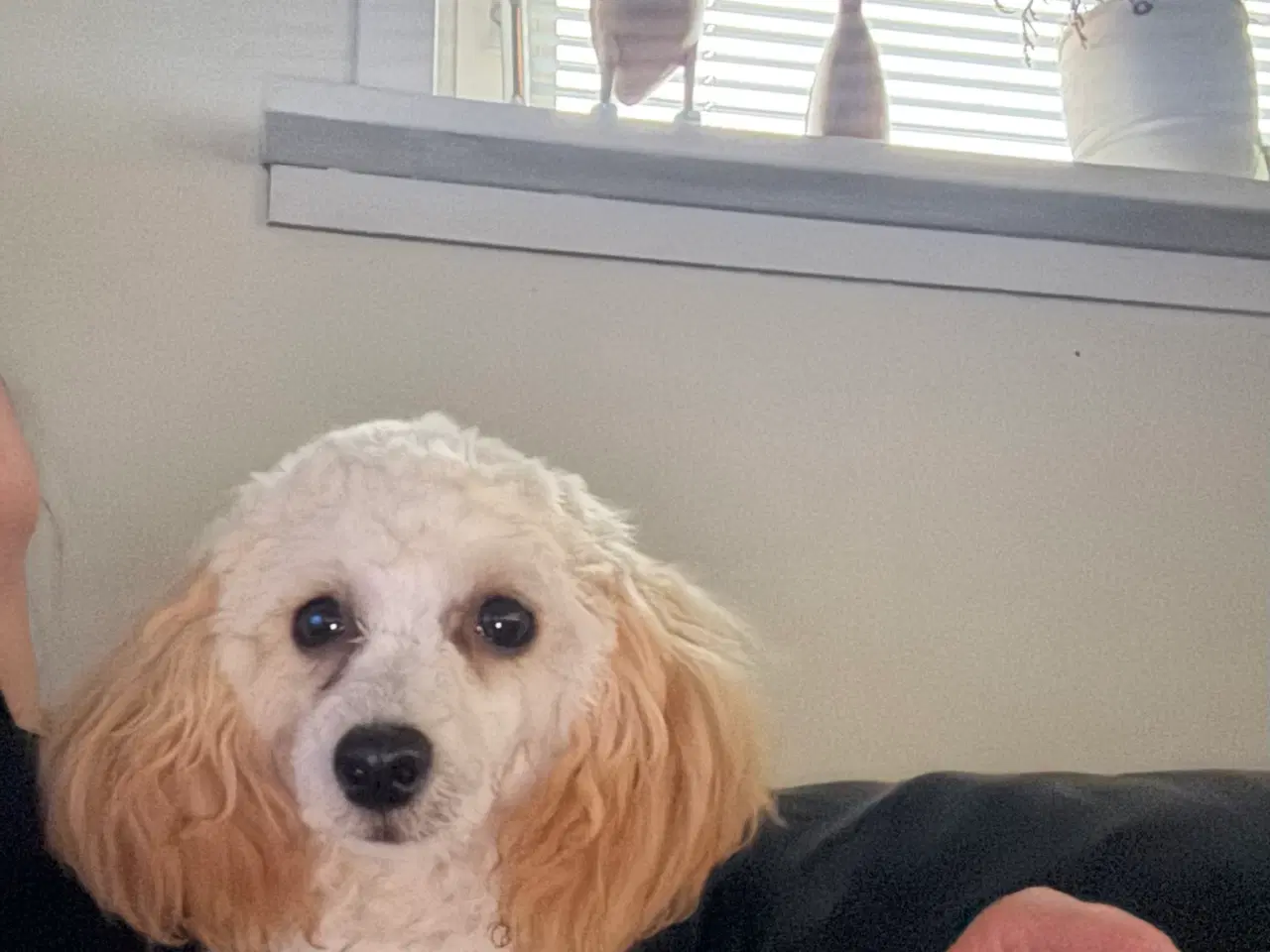 Billede 1 - Puddel søger udstationerings vært 