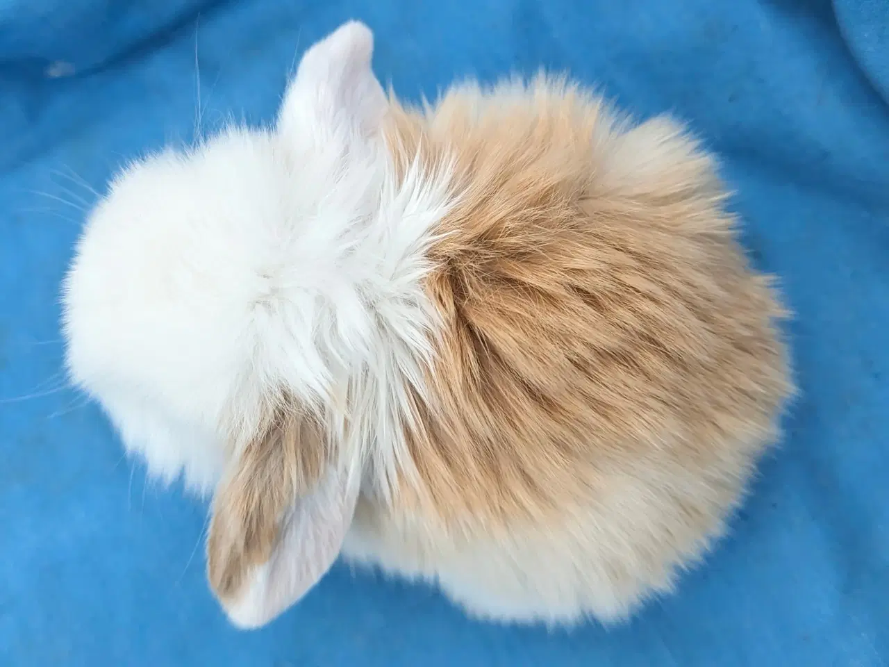 Billede 6 - Minilop kaninunge sælges