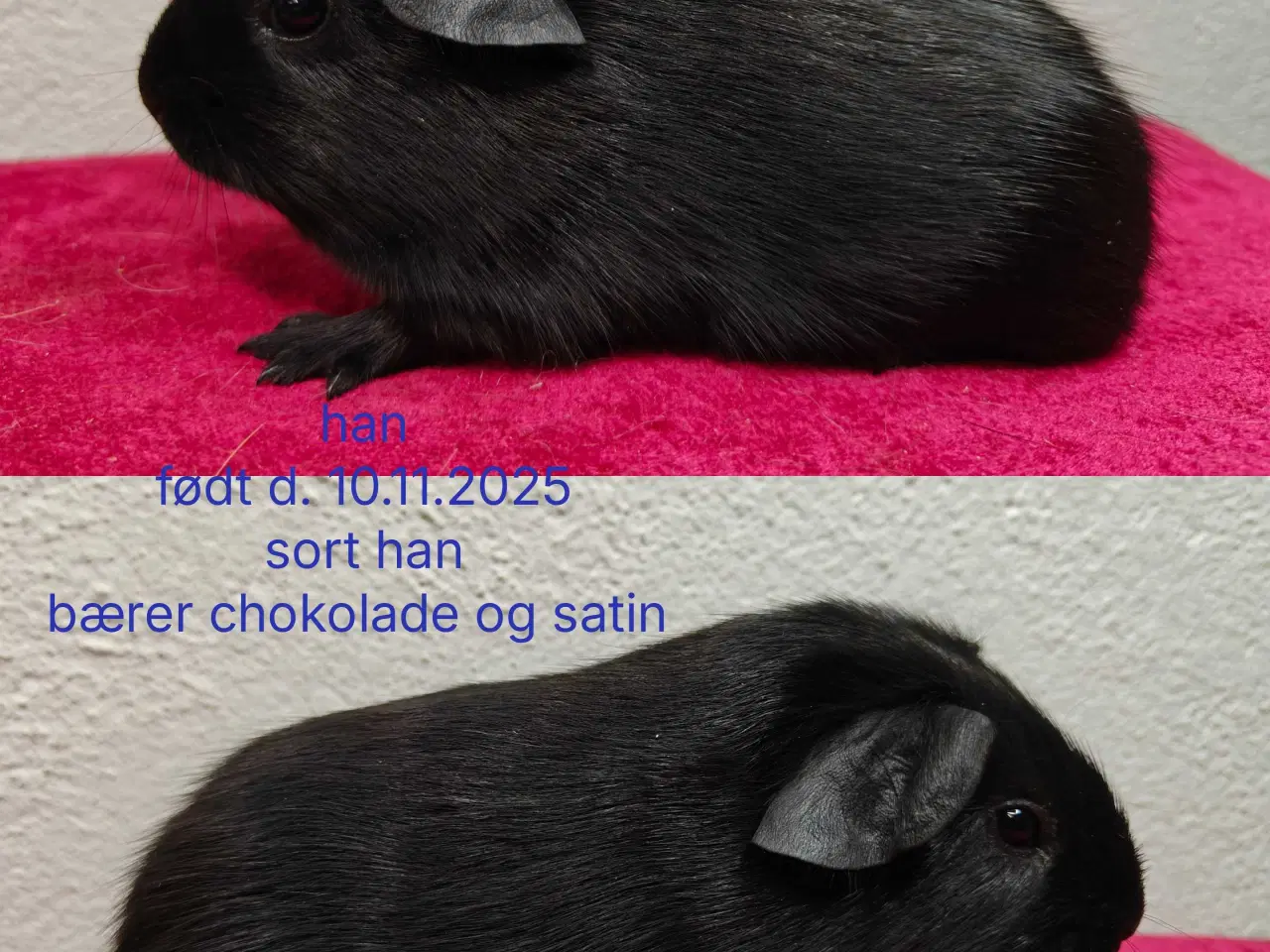 Billede 6 - Møllenbergs Opdræt