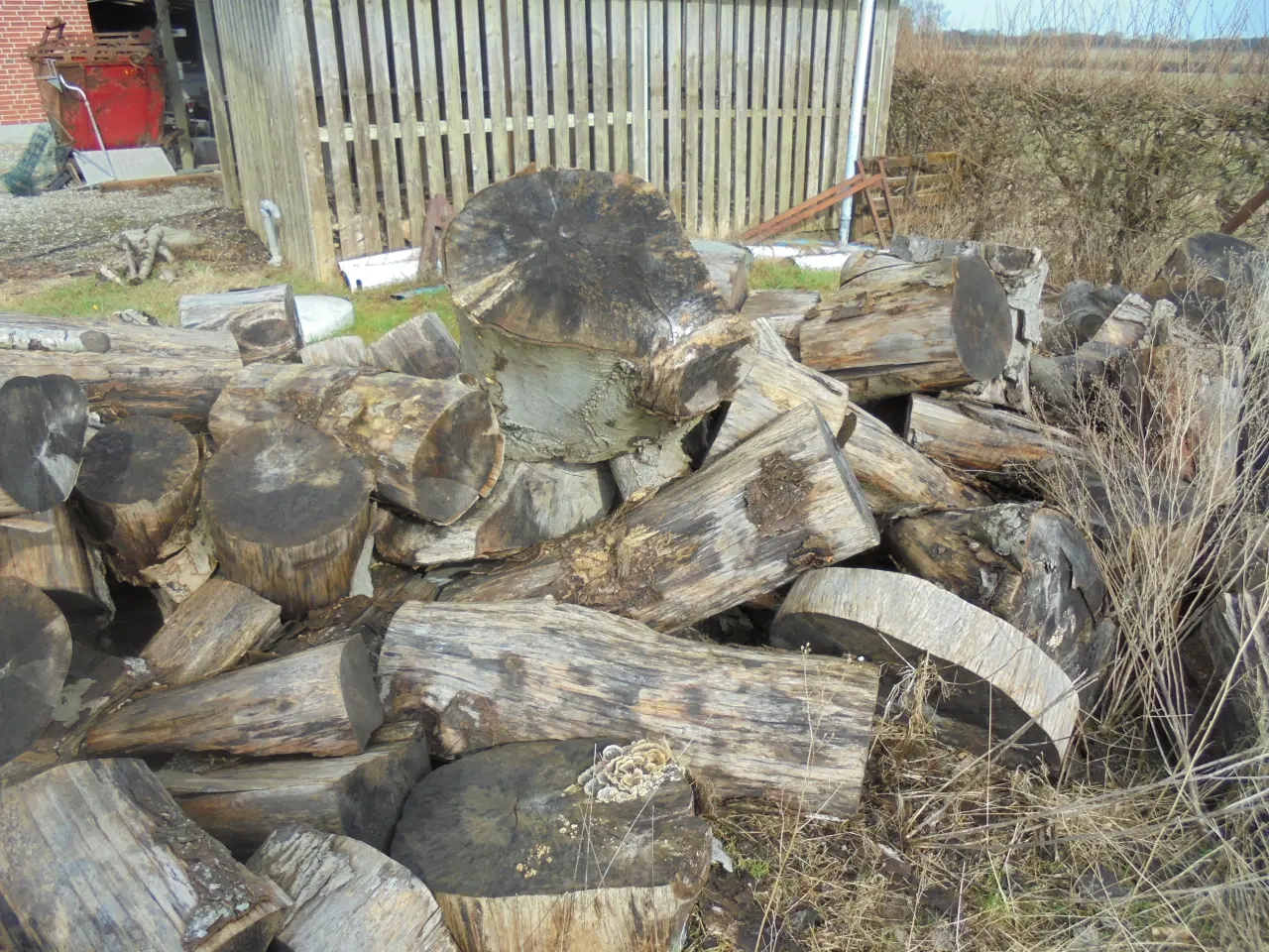 Billede 2 - Brænde Bøgetræ 2år gammel