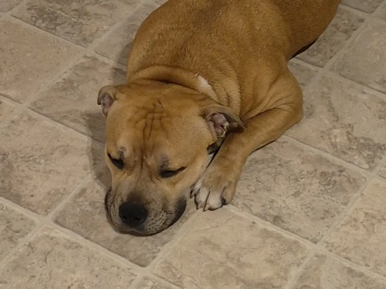 Billede 2 - Skøn og velopdraget hvalp på 8 mdr