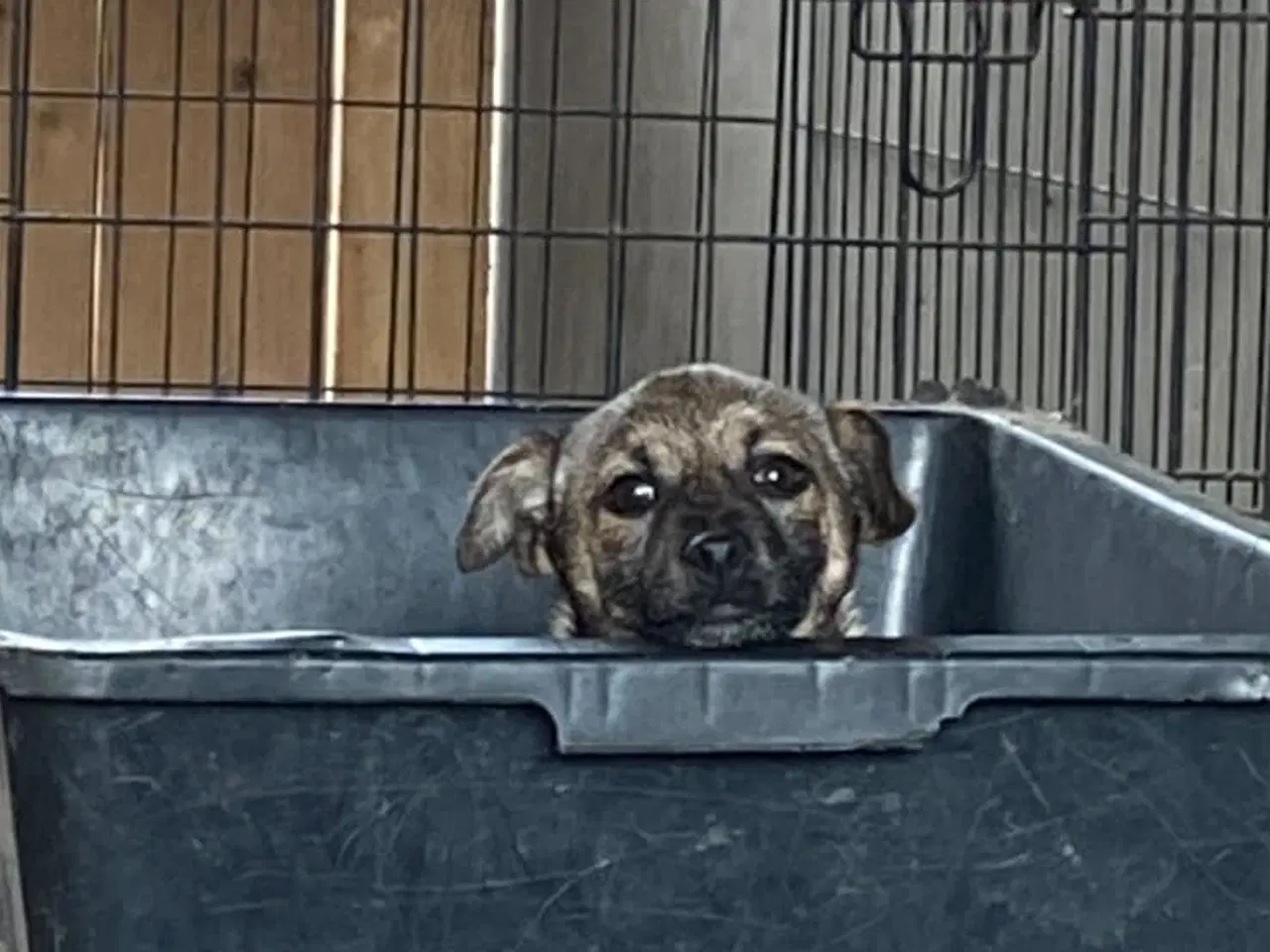 Billede 1 - Hvalpen Bailey søger et godt hjem