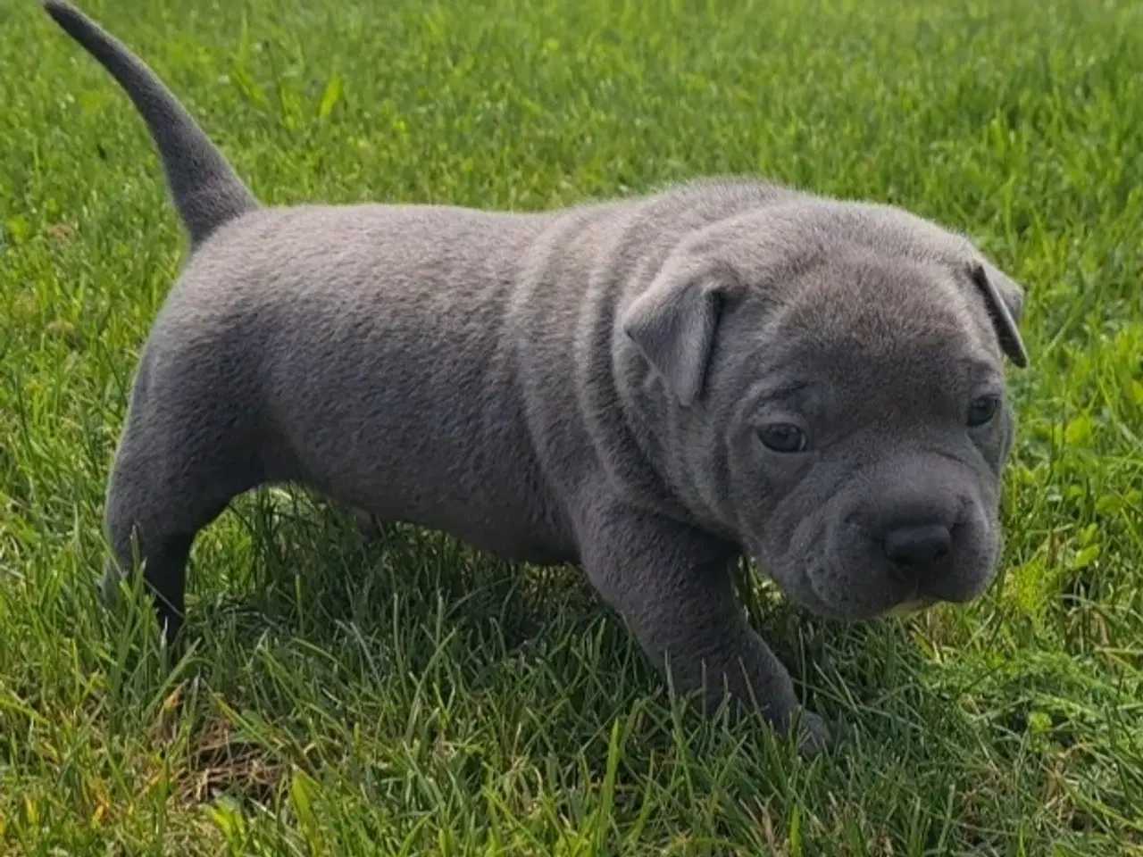 Billede 2 - Dreng American Bully Pocket Blu