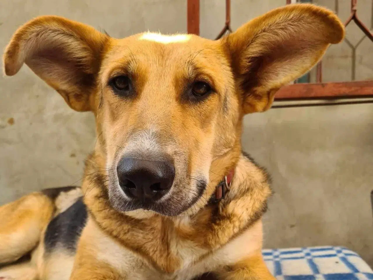 Billede 12 - Lillian søger sin hel egen familie