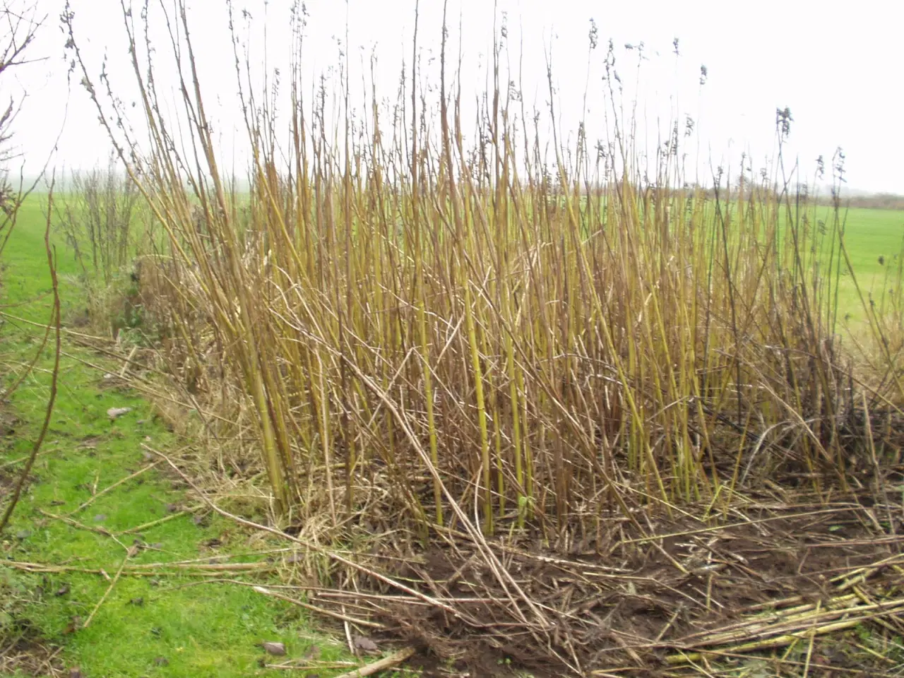 Billede 16 - Jordskokker 6 sorter alle vinterhårdfør