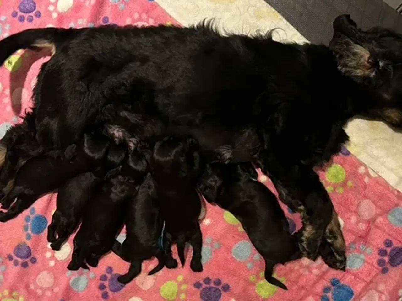Billede 2 - Amerikansk Cocker hvalpe