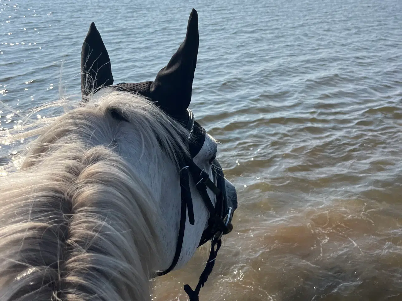 Billede 2 - Skøn 1. Pony til den erfarne rytter