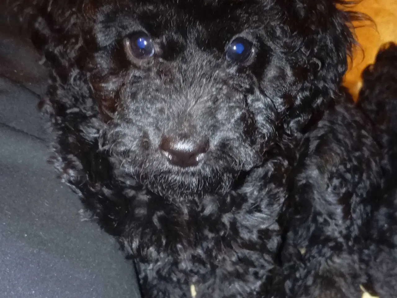 Billede 11 - F1b cockerpoo tæver 