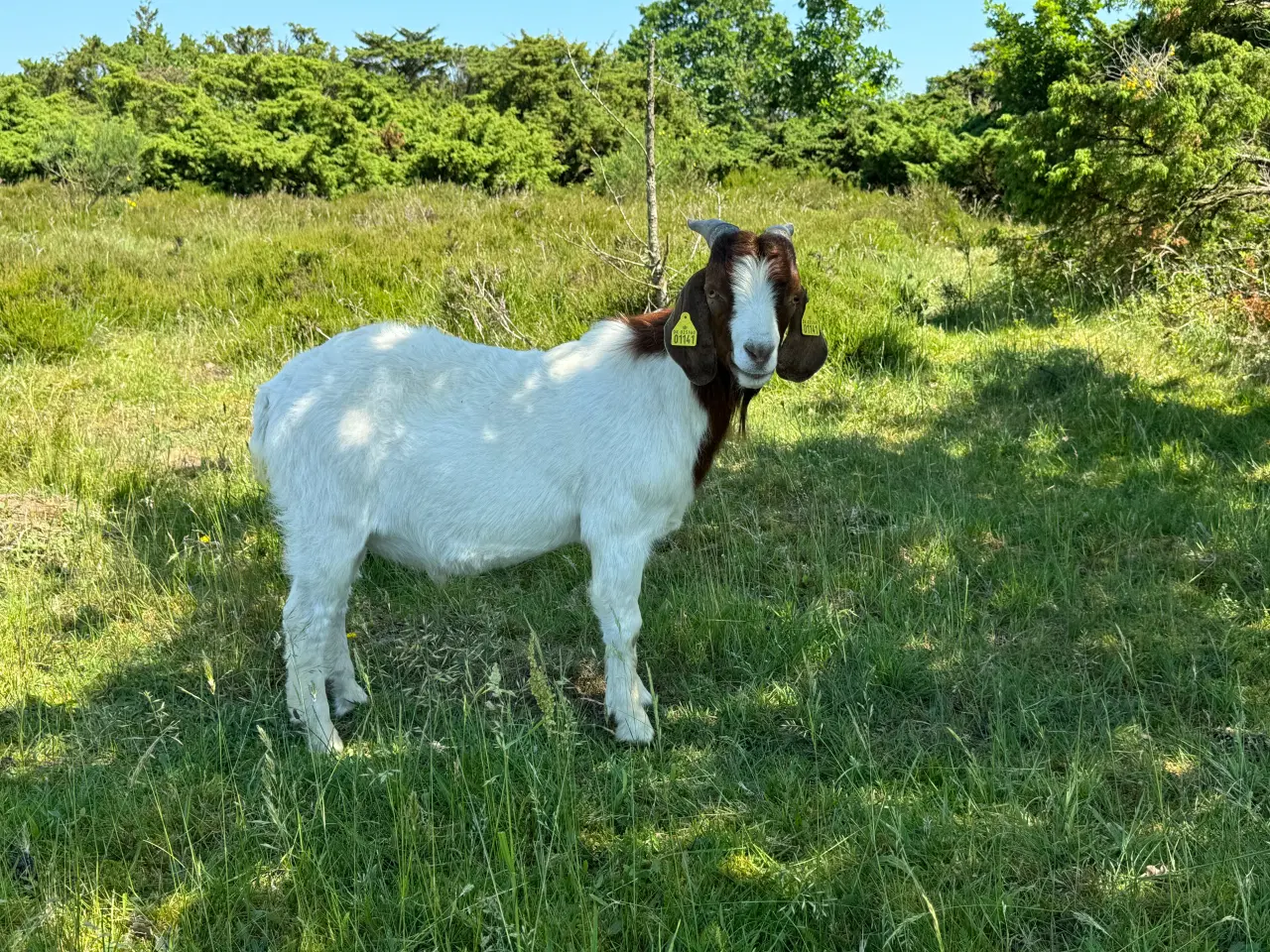 Billede 1 - Økologiske Boer bukke 