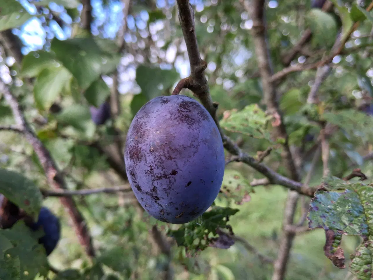 Billede 2 - Frugttræer, æbletræer, frugtbuske