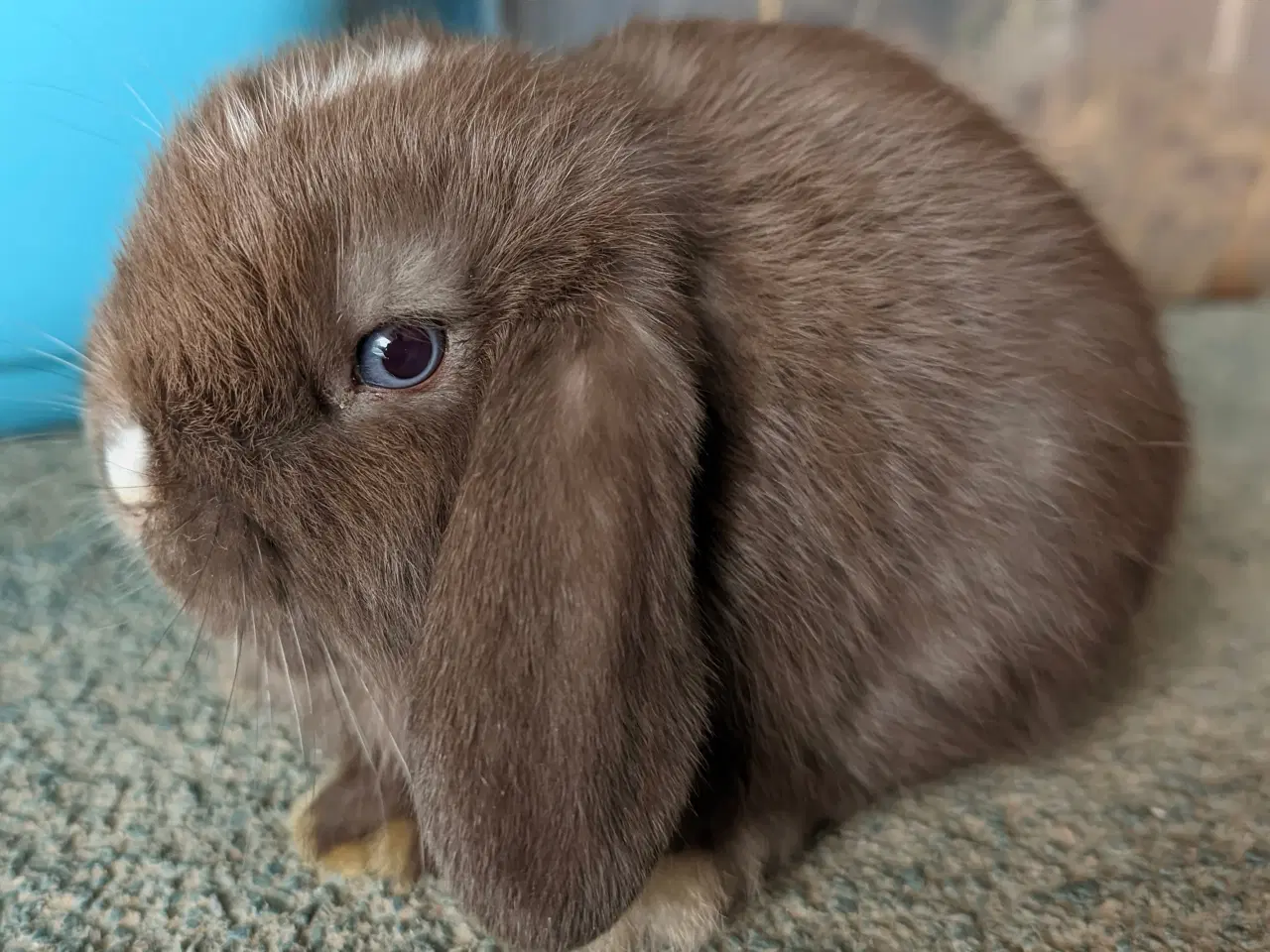 Billede 9 - Minilop kaninunge sælges 