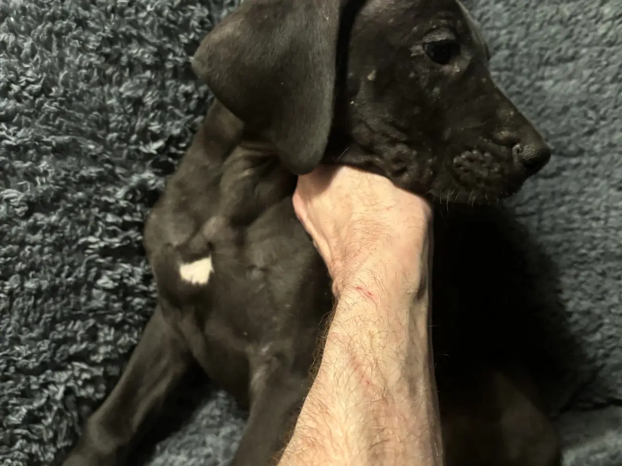 Billede 5 - Grand Danois hvalpe 