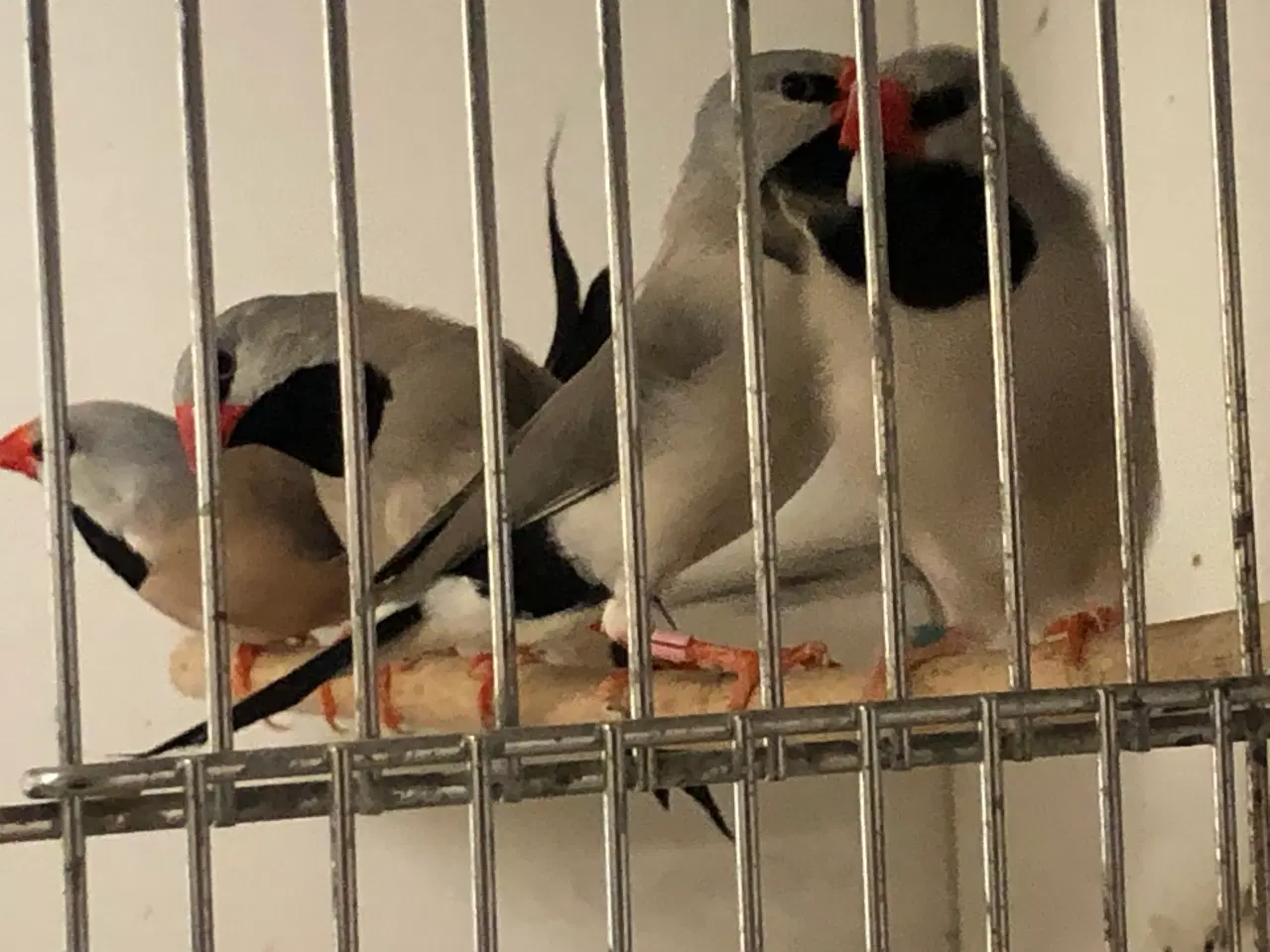 Billede 3 - sølv spidshalet bæltefinke