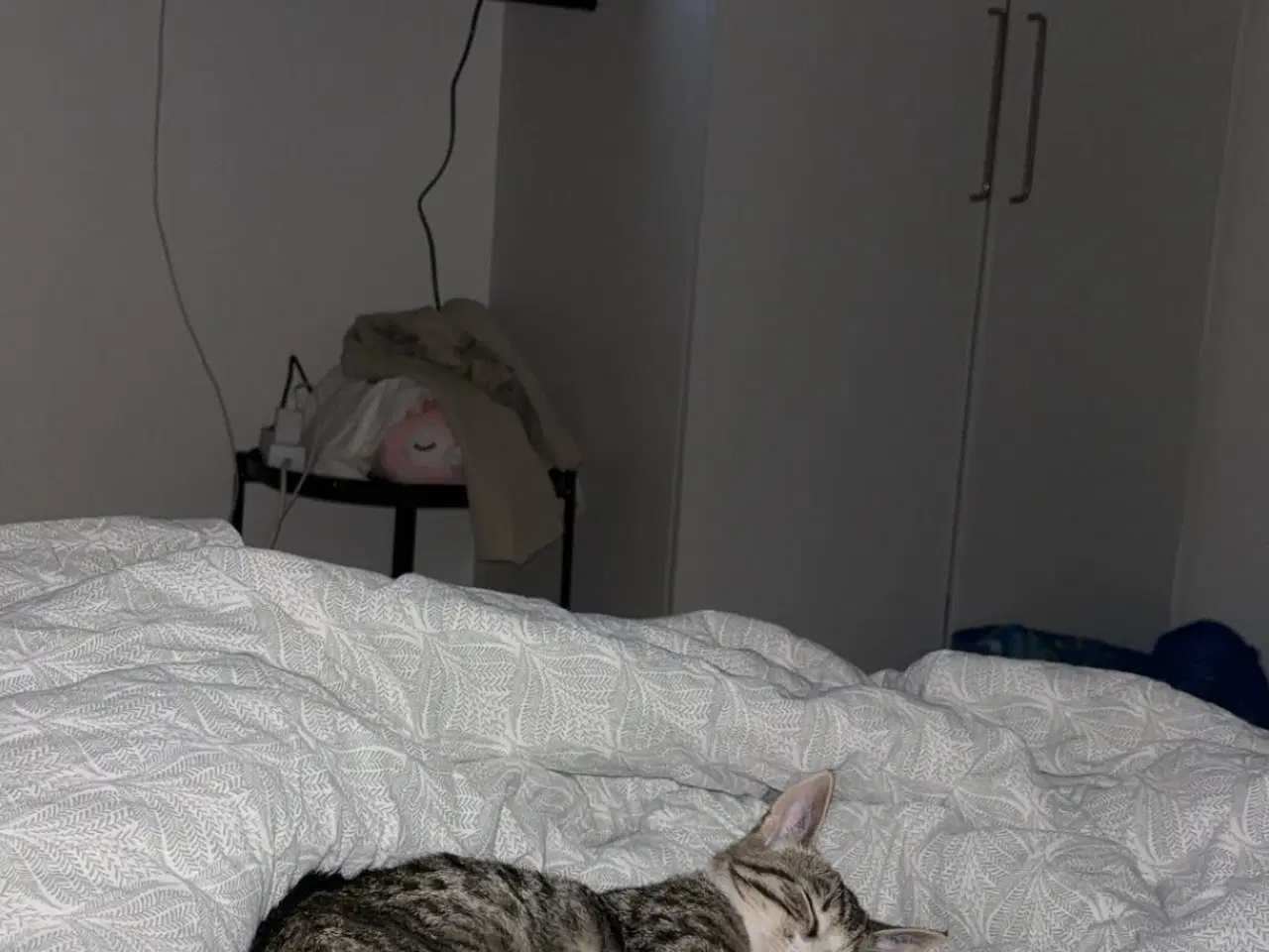 Billede 1 - Dejlig kat til salg