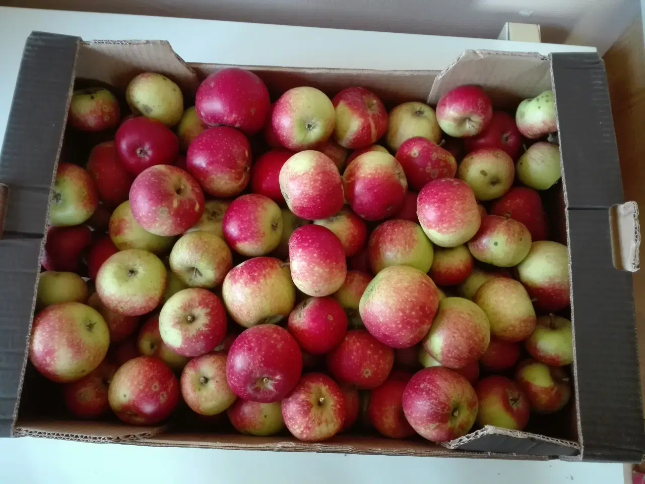 Billede 3 - Æbler: Discovery, Guldborg og Ananas - økologísk