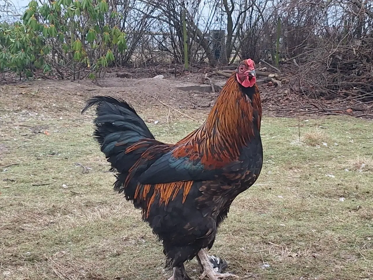 Billede 4 - Gudesmukke haner