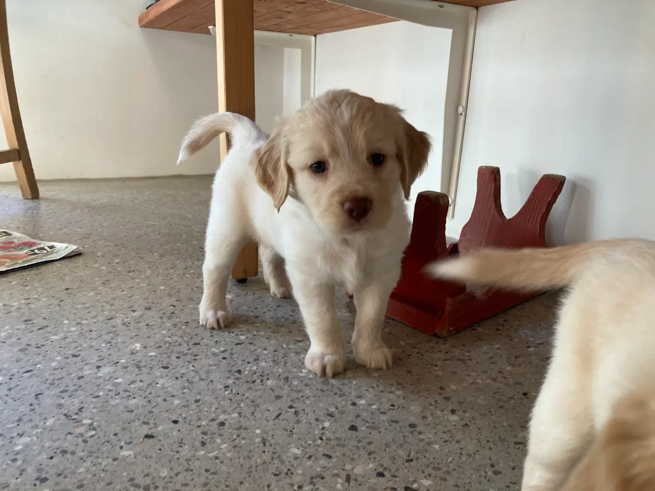 Billede 6 - Lagotto Romagnolo Cockerpoo 