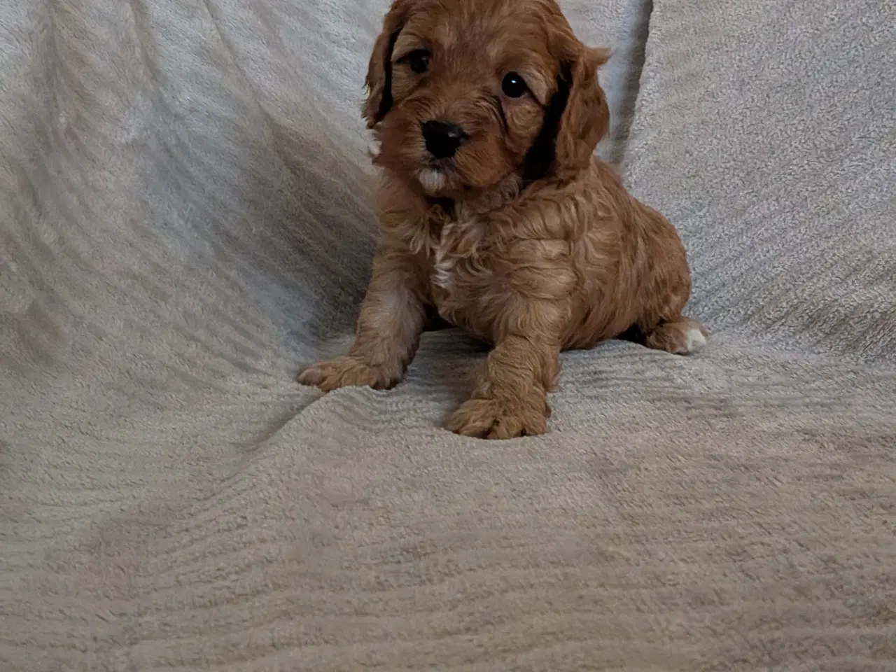 Billede 7 - Cavapoo hvalpe søger kærlige hjem - Cava/Toypuddel