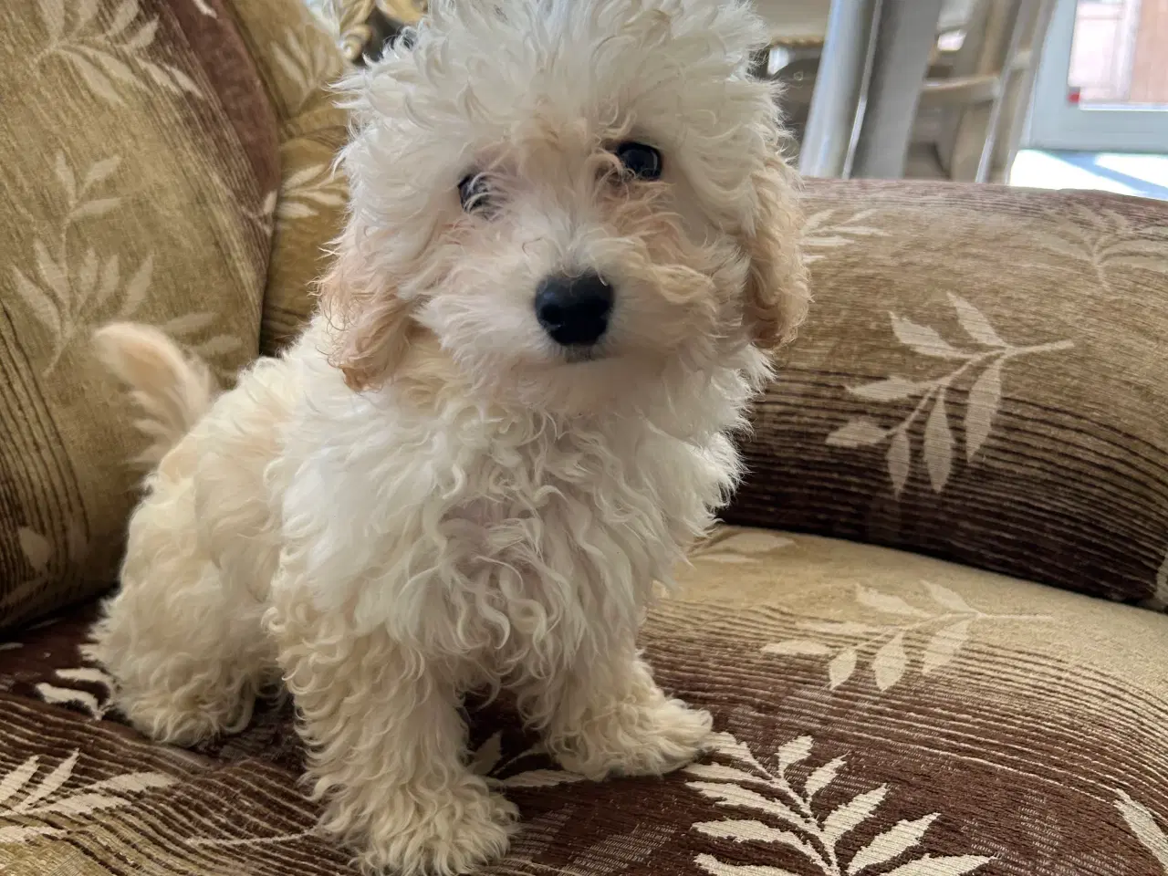 Billede 2 - Maltipoo hand Hund