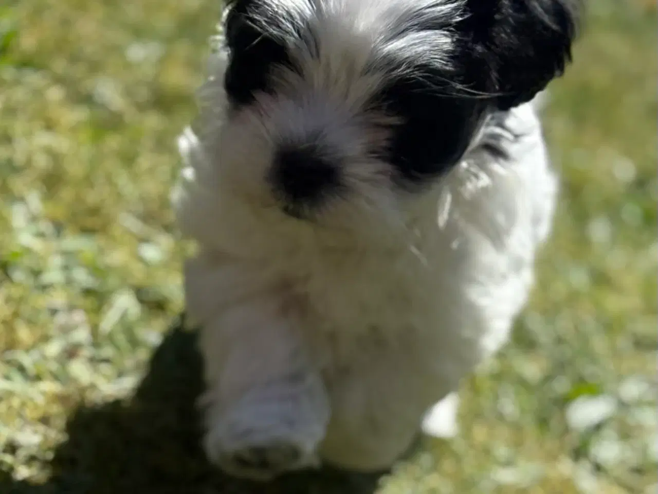 Billede 2 - Skøn shih tzu/malteser han er klar til nyt hjem