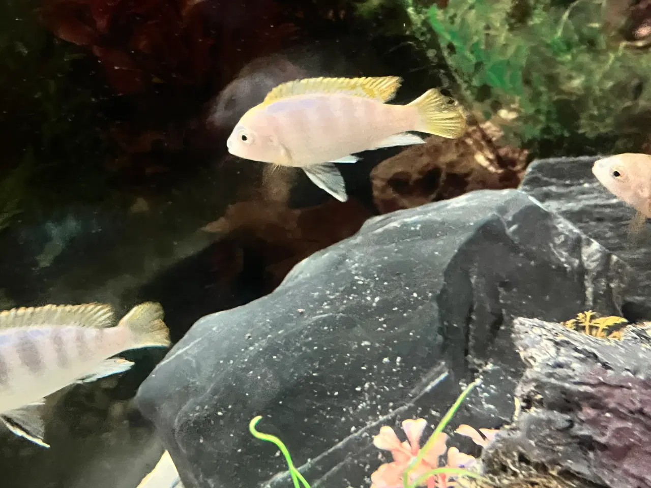 Billede 2 - Juwel 200 liters akvarium Til salg