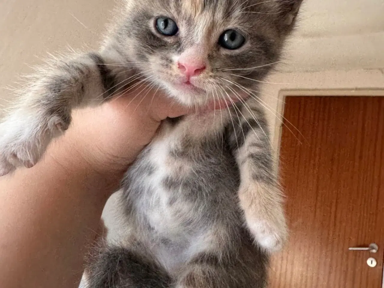 Billede 7 - Maine Coon blandings killinger sælges