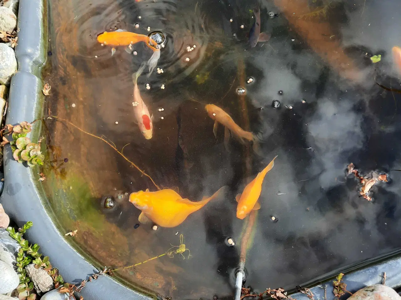 Billede 2 - Havedam incl. 11 fisk