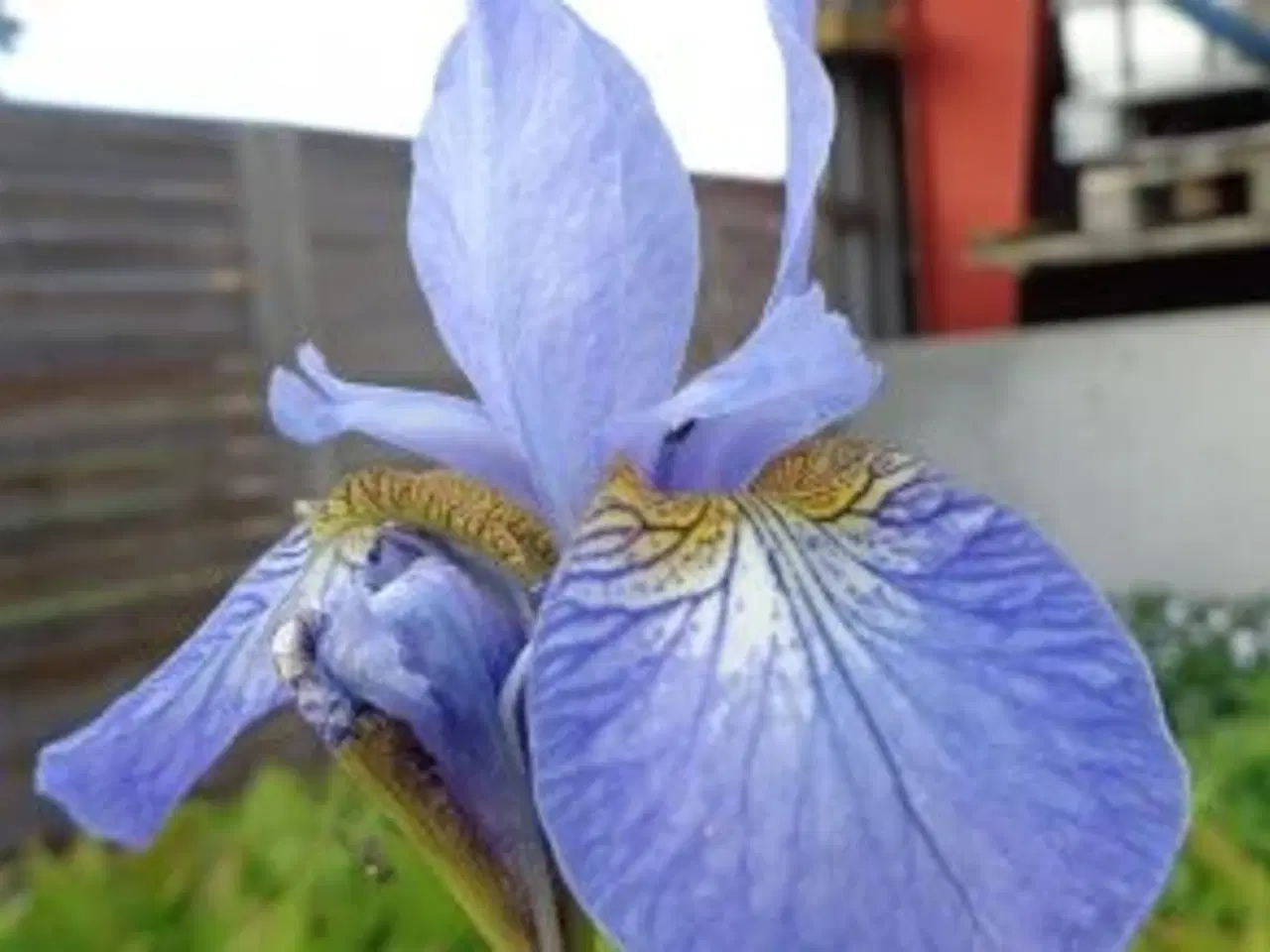 Billede 11 - Stauder, mange forskellige