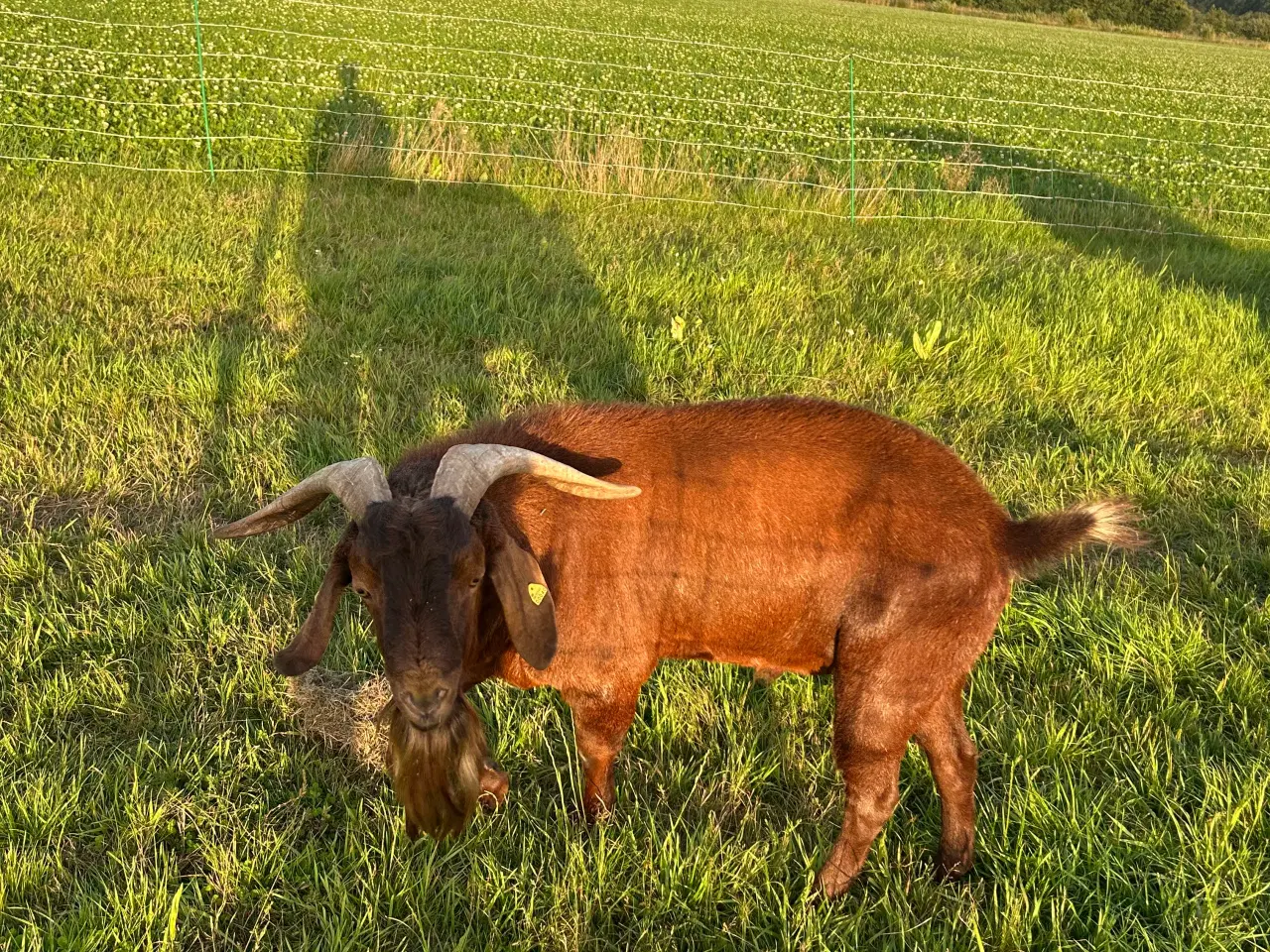 Billede 4 - Boerged