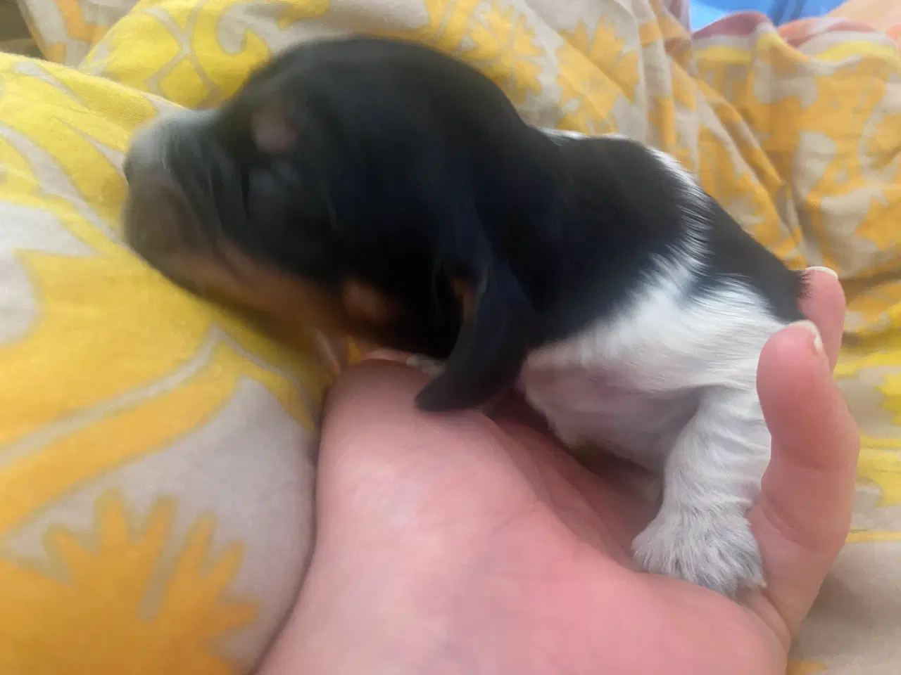 Billede 5 - Eng Cocker spaniels