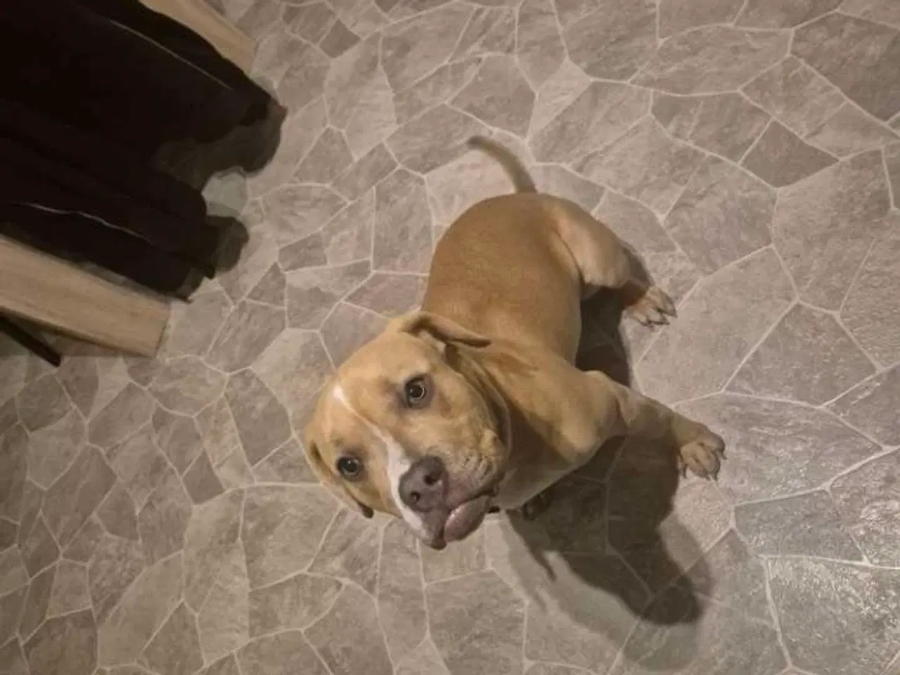 Billede 2 - American Bully