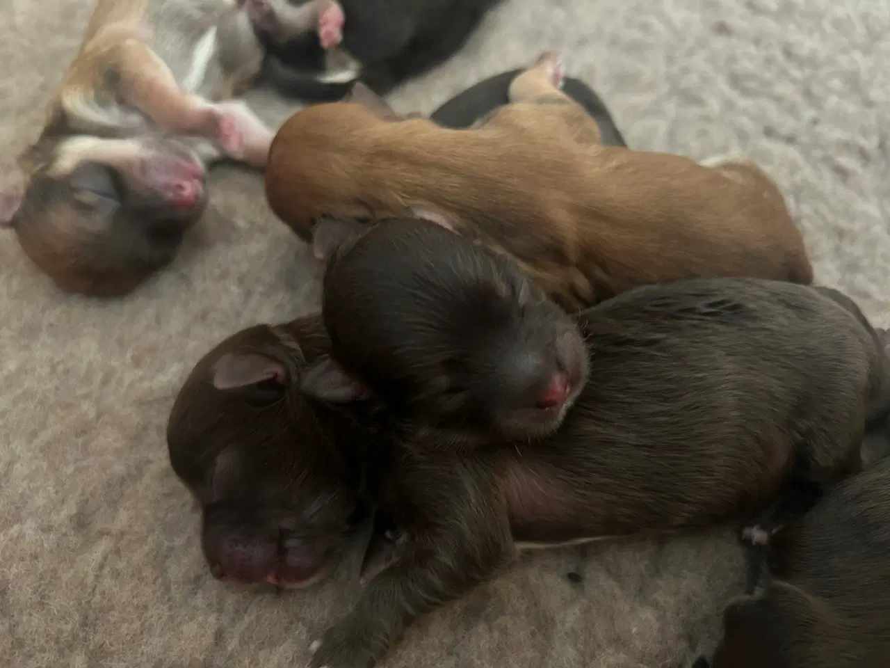 Billede 2 - Bichon havanais hvalpe
