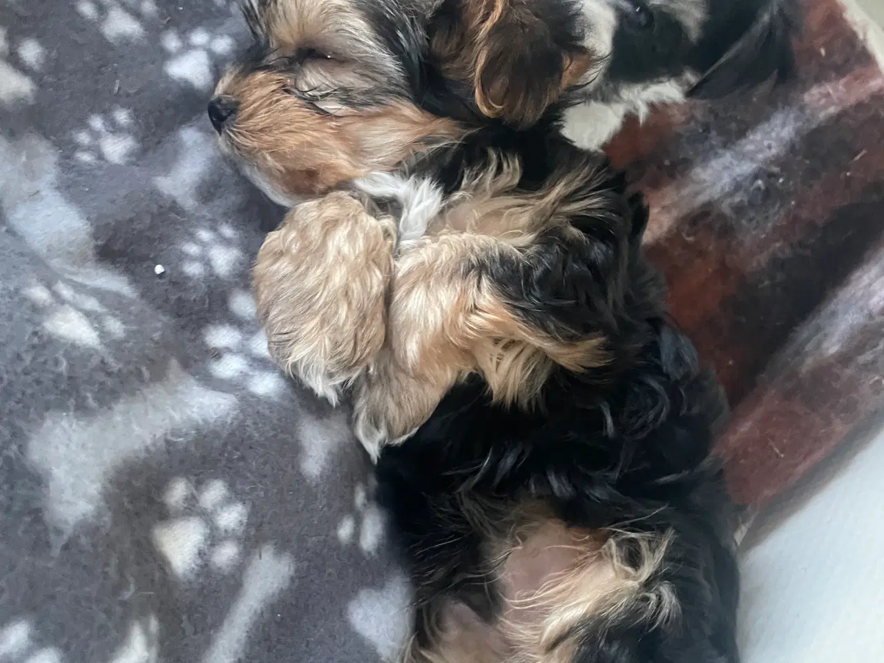 Billede 4 - 🐶Yorkshirre terrier Biewer 🐶