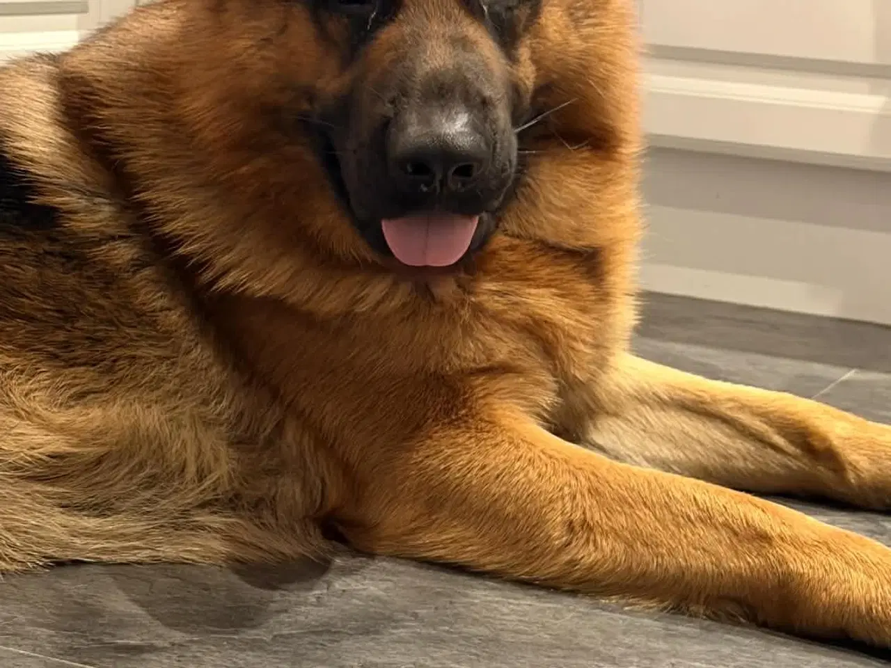 Billede 2 - Smuk, dejlig og kærlig schæferhan på 17 måneder