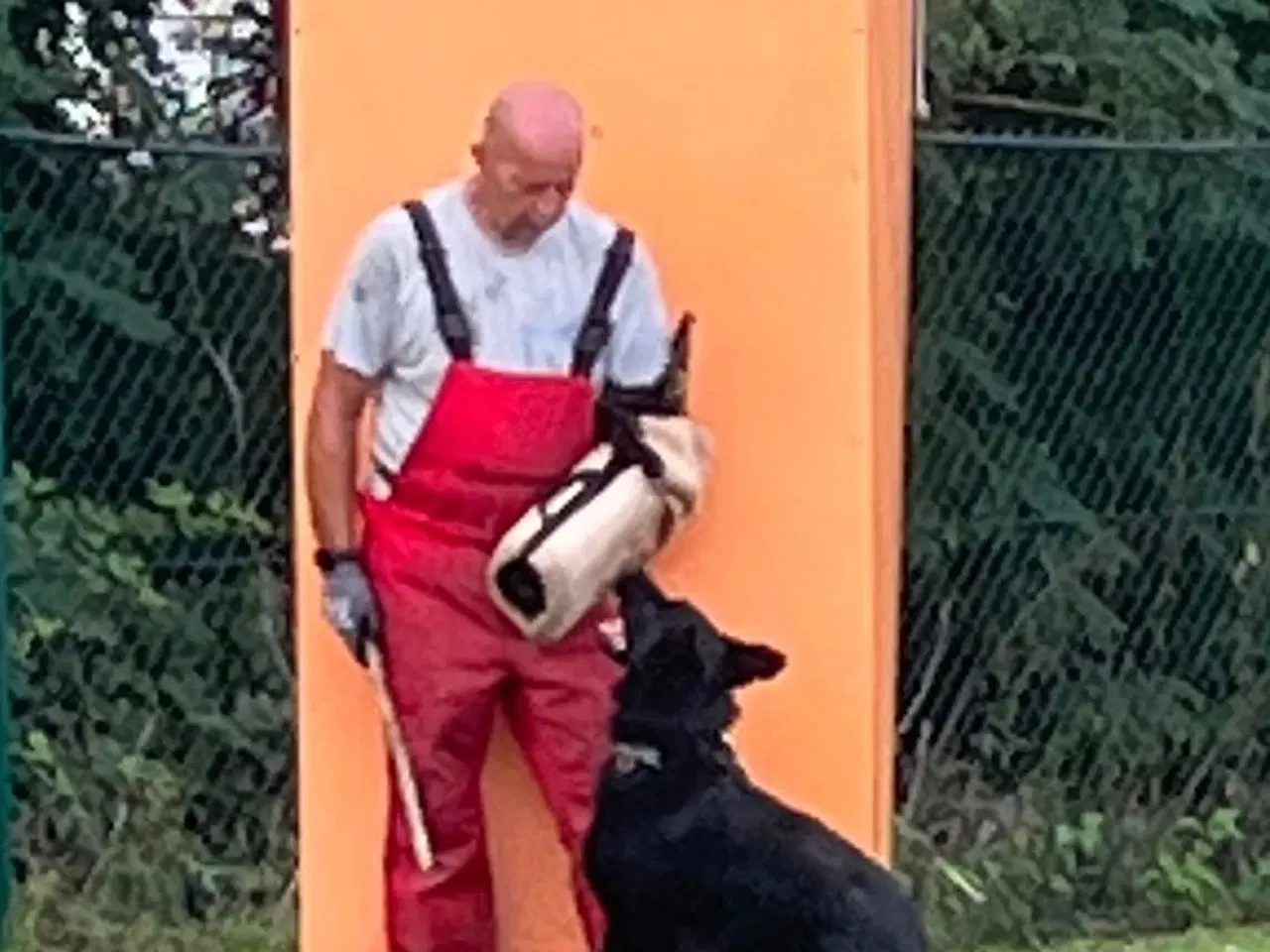 Billede 8 - Schæfer hvalpe sorte DKK